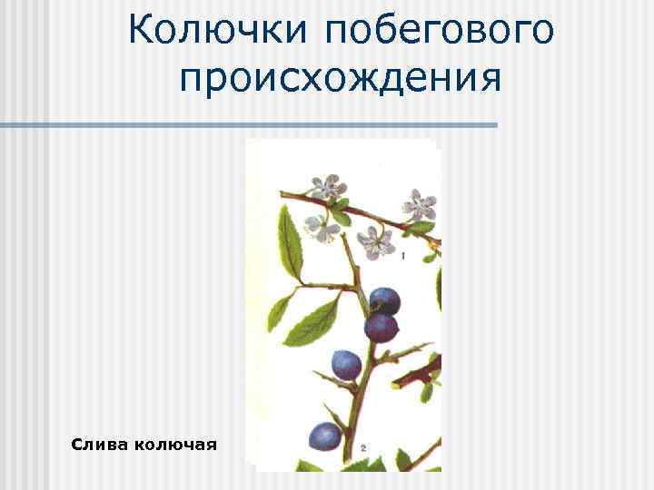 Колючки побегового происхождения Слива колючая 