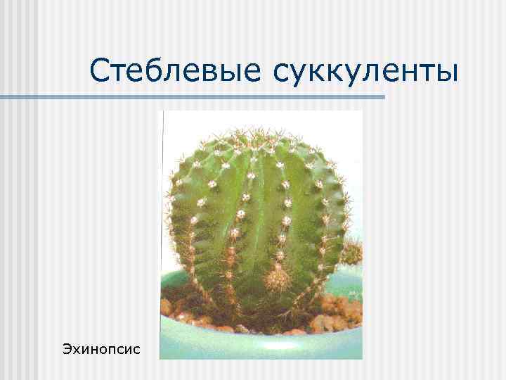 Стеблевые суккуленты Эхинопсис 