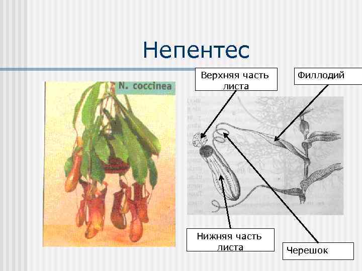 Непентес Верхняя часть листа Нижняя часть листа Филлодий Черешок 