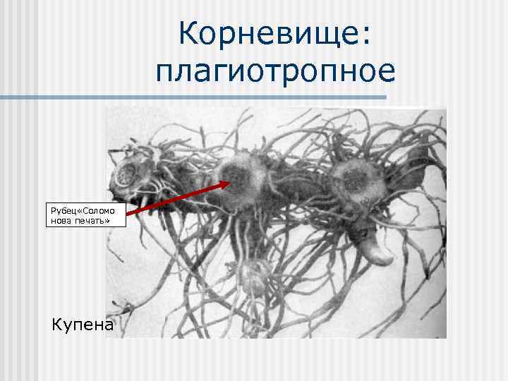 Корневище: плагиотропное Рубец «Соломо нова печать» Купена 