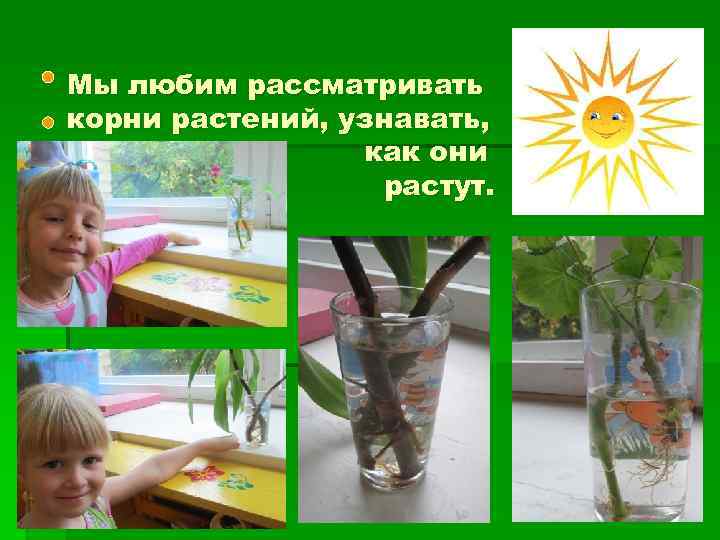 Мы любим рассматривать корни растений, узнавать, как они растут. 