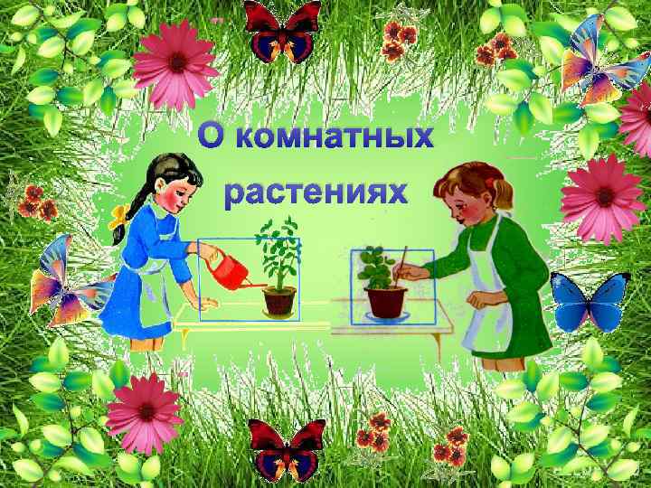 О комнатных растениях 
