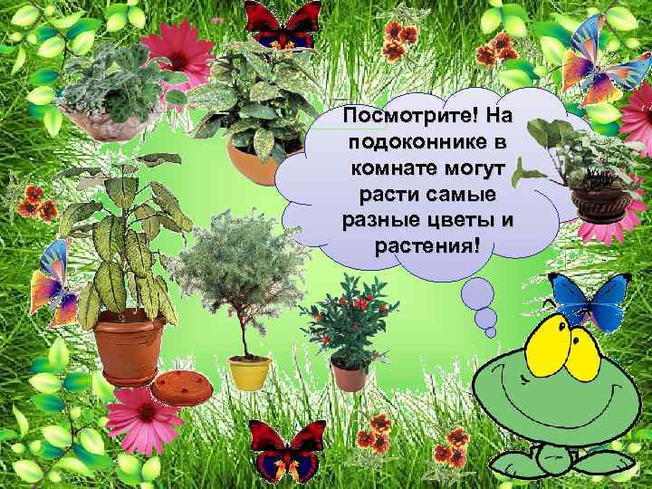 Посмотрите! На подоконнике в комнате могут расти самые разные цветы и растения! 