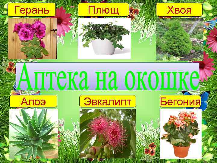 Герань Алоэ Плющ Эвкалипт Хвоя Бегония 