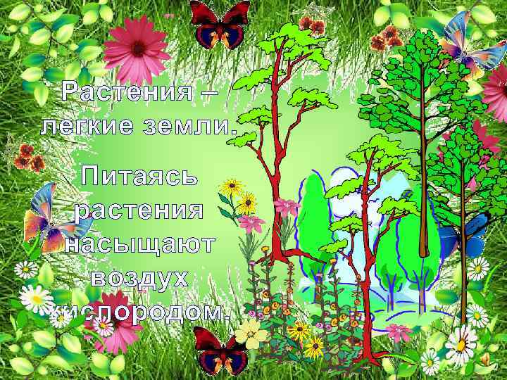 Растения – легкие земли. Питаясь растения насыщают воздух кислородом. 