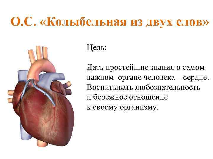 О. С. «Колыбельная из двух слов» Цель: Дать простейшие знания о самом важном органе