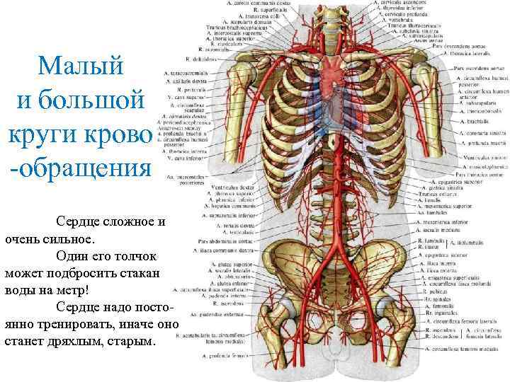 Малый и большой круги крово -обращения Сердце сложное и очень сильное. Один его толчок