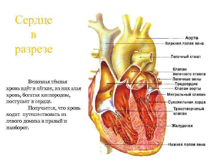 Сердце в разрезе картинка