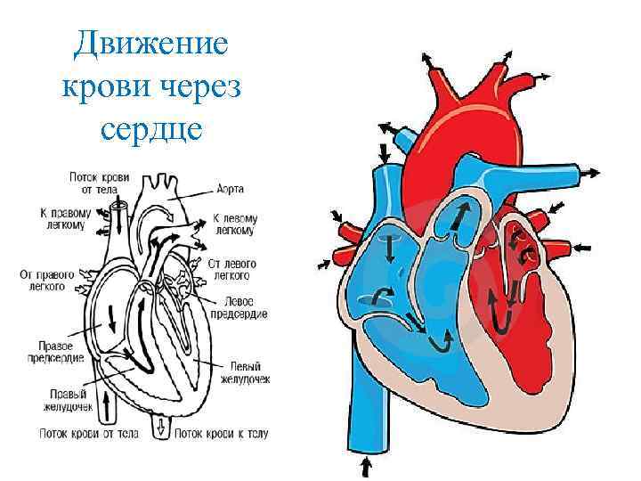 Схема движения крови в сердце схема