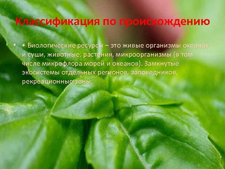 Классификация по происхождению • • Биологические ресурсы – это живые организмы океанов и суши,