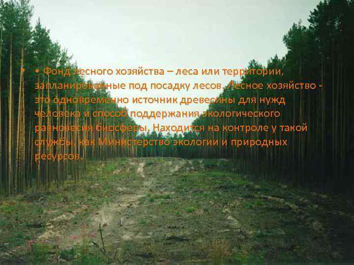  • • Фонд лесного хозяйства – леса или территории, запланированные под посадку лесов.