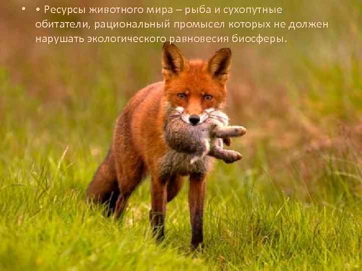  • • Ресурсы животного мира – рыба и сухопутные обитатели, рациональный промысел которых