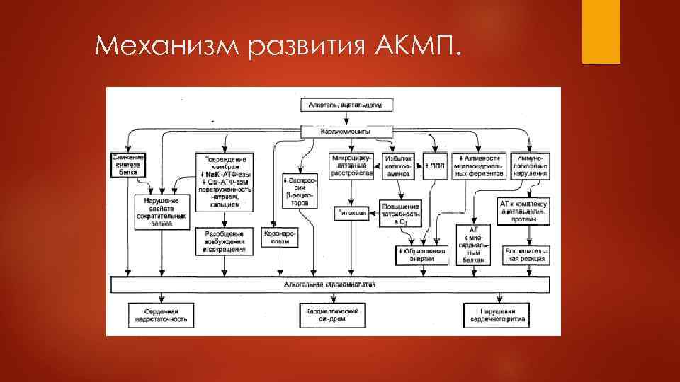 Механизм развития АКМП. 