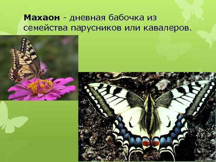 Махаон - дневная бабочка из семейства парусников или кавалеров. 
