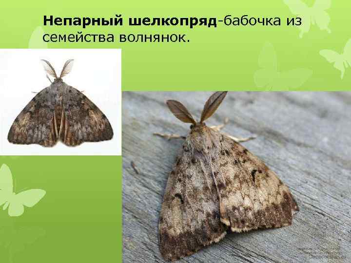 Непарный шелкопряд-бабочка из семейства волнянок. 