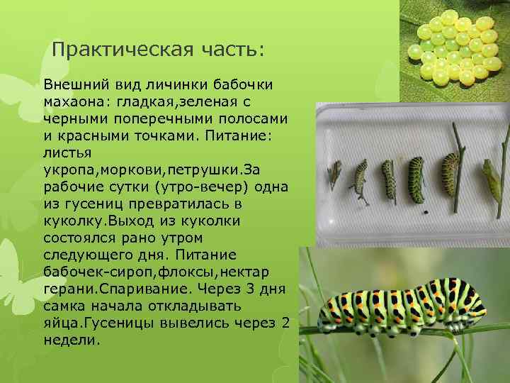 Практическая часть: Внешний вид личинки бабочки махаона: гладкая, зеленая с черными поперечными полосами и