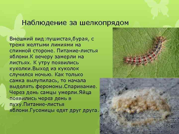 Наблюдение за шелкопрядом Внешний вид: пушистая, бурая, с тремя желтыми линиями на спинной стороне.