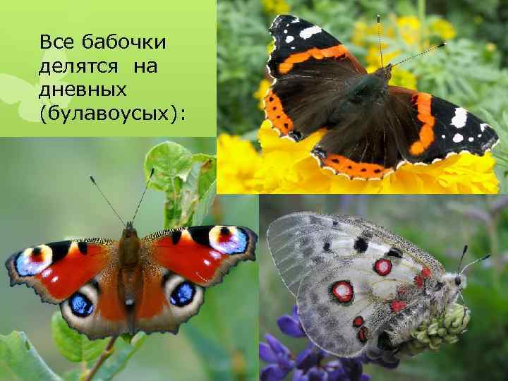 Все бабочки делятся на дневных (булавоусых): 