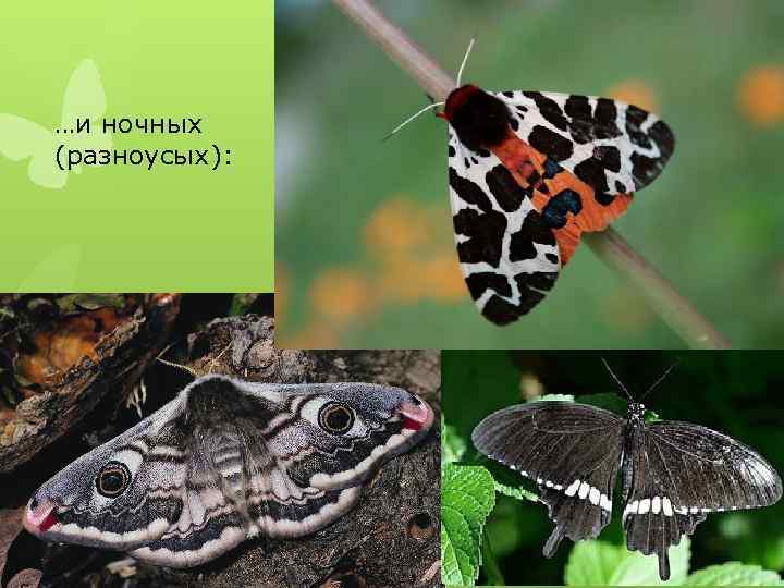…и ночных (разноусых): 