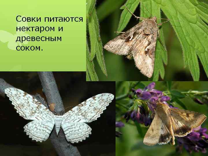 Совки питаются нектаром и древесным соком. 