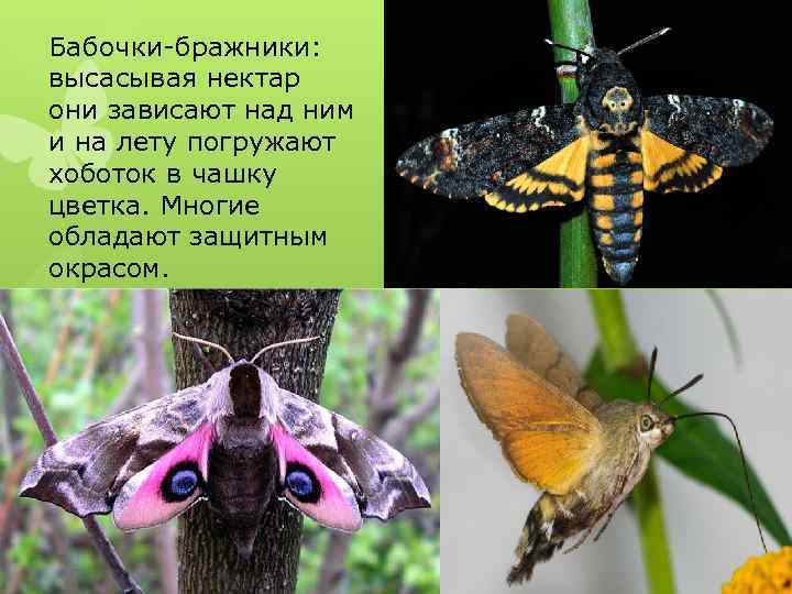 Бабочки-бражники: высасывая нектар они зависают над ним и на лету погружают хоботок в чашку