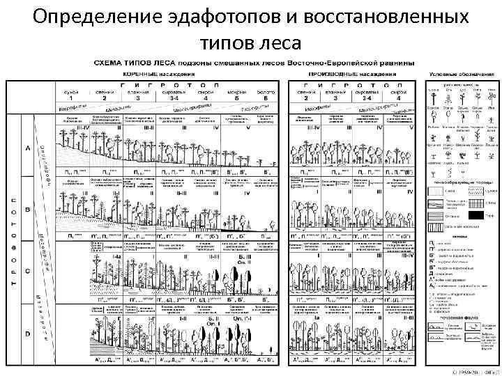 Определение эдафотопов и восстановленных типов леса 