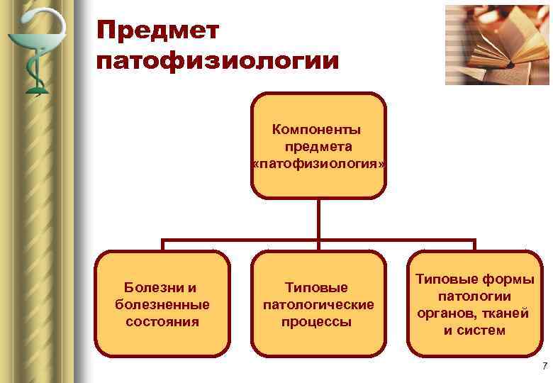 Предмет патофизиологии Компоненты предмета «патофизиология» Болезни и болезненные состояния Типовые патологические процессы Типовые формы