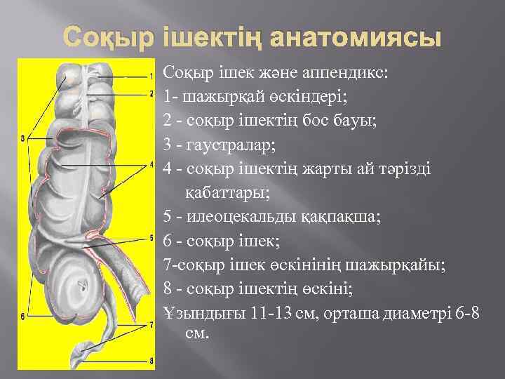 Ішек анатомиясы презентация