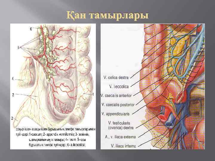 Қан тамырлары 