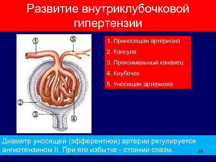 Развитие внутриклубочковой гипертензии 1. Приносящая артериола 2. Капсула 3. Проксимальный каналец 4. Клубочек 5.