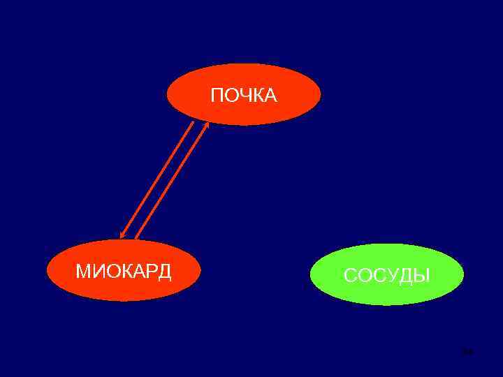 ПОЧКА МИОКАРД СОСУДЫ 34 