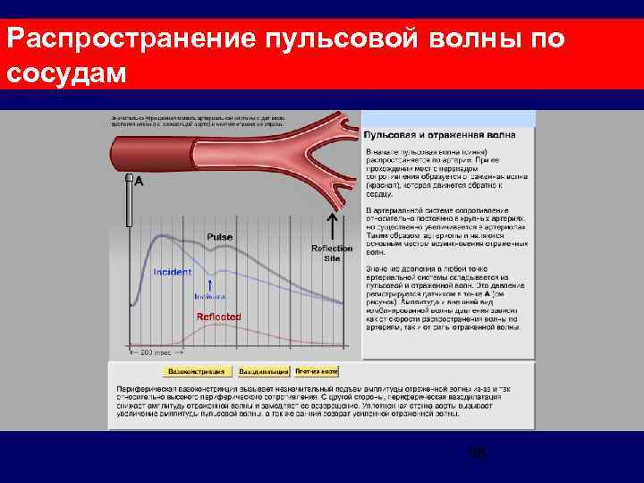 Распространение пульсовой волны по сосудам 98 