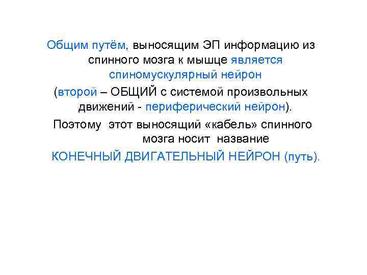 Общим путём, выносящим ЭП информацию из спинного мозга к мышце является спиномускулярный нейрон (второй