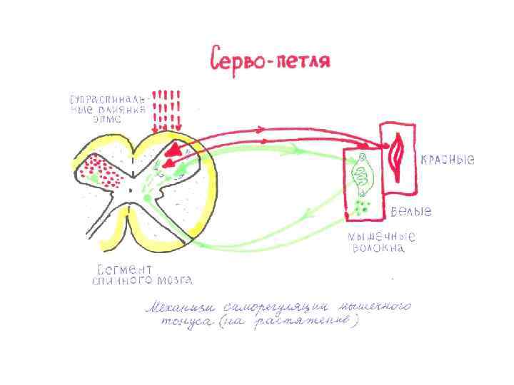 Экстрапирамидной моторной системы