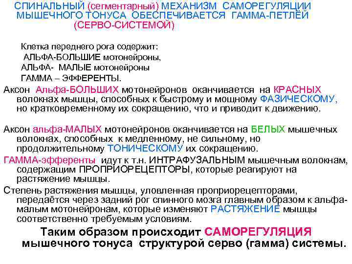 СПИНАЛЬНЫЙ (сегментарный) МЕХАНИЗМ САМОРЕГУЛЯЦИИ МЫШЕЧНОГО ТОНУСА ОБЕСПЕЧИВАЕТСЯ ГАММА-ПЕТЛЁЙ (СЕРВО-СИСТЕМОЙ) Клетка переднего рога содержит: АЛЬФА-БОЛЬШИЕ
