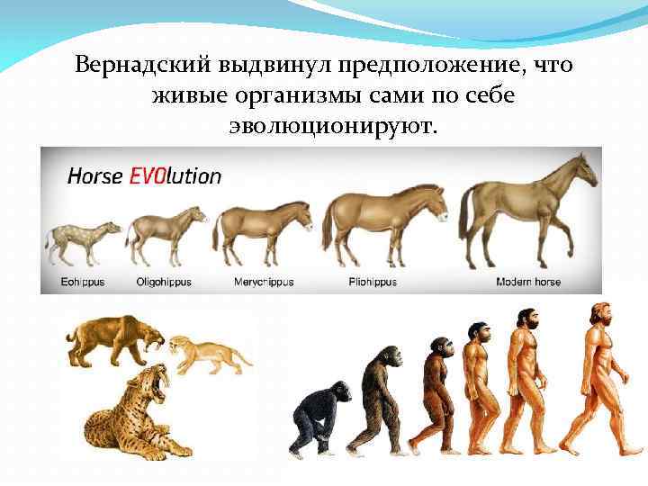 Вернадский выдвинул предположение, что живые организмы сами по себе эволюционируют. 