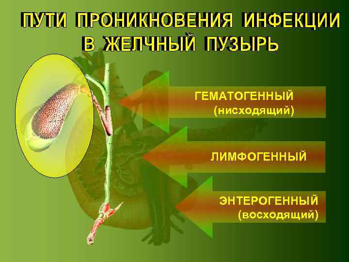 ГЕМАТОГЕННЫЙ (нисходящий) ЛИМФОГЕННЫЙ ЭНТЕРОГЕННЫЙ (восходящий) 