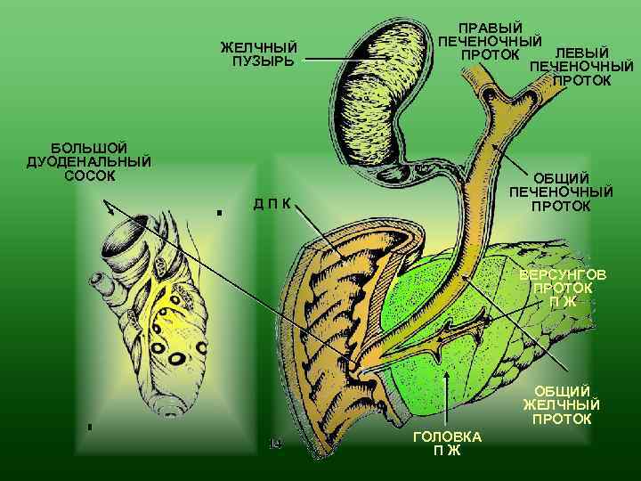 ЖЕЛЧНЫЙ ПУЗЫРЬ ПРАВЫЙ ПЕЧЕНОЧНЫЙ ЛЕВЫЙ ПРОТОК ПЕЧЕНОЧНЫЙ ПРОТОК БОЛЬШОЙ ДУОДЕНАЛЬНЫЙ СОСОК ОБЩИЙ ПЕЧЕНОЧНЫЙ ПРОТОК
