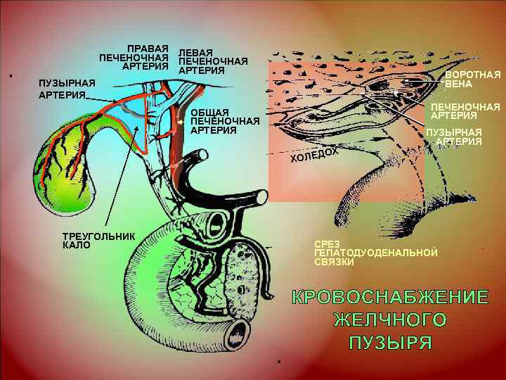 ПРАВАЯ ПЕЧЕНОЧНАЯ ЛЕВАЯ АРТЕРИЯ ПЕЧЕНОЧНАЯ АРТЕРИЯ ВОРОТНАЯ ВЕНА ПУЗЫРНАЯ АРТЕРИЯ ПЕЧЕНОЧНАЯ АРТЕРИЯ ОБЩАЯ ПЕЧЕНОЧНАЯ