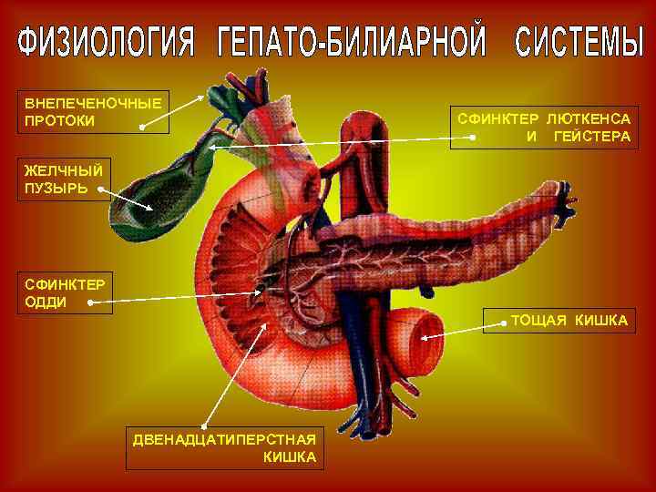 ВНЕПЕЧЕНОЧНЫЕ ПРОТОКИ СФИНКТЕР ЛЮТКЕНСА И ГЕЙСТЕРА ЖЕЛЧНЫЙ ПУЗЫРЬ СФИНКТЕР ОДДИ ТОЩАЯ КИШКА ДВЕНАДЦАТИПЕРСТНАЯ КИШКА