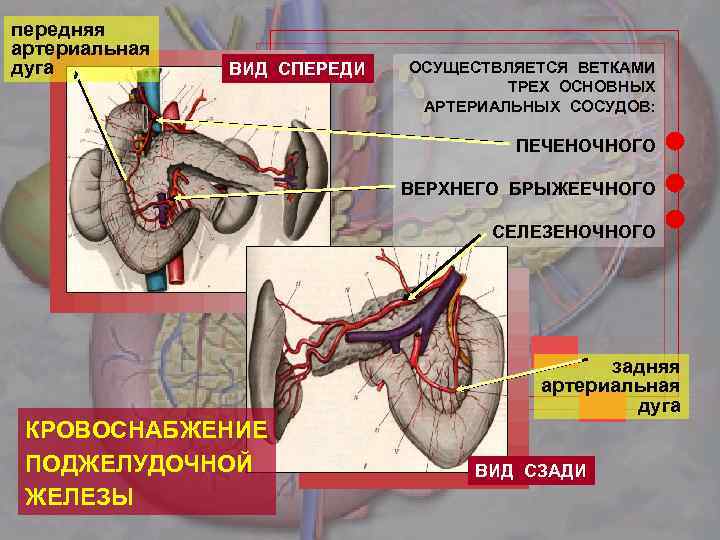 Кровоснабжение поджелудочной железы схема