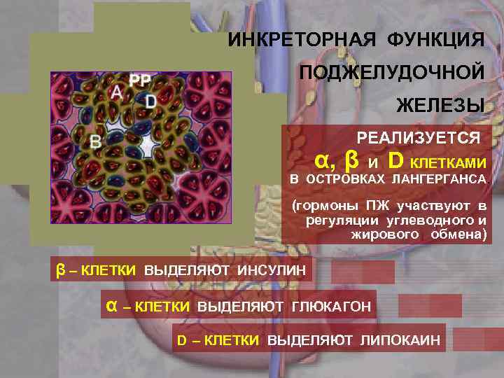 ИНКРЕТОРНАЯ ФУНКЦИЯ ПОДЖЕЛУДОЧНОЙ ЖЕЛЕЗЫ РЕАЛИЗУЕТСЯ α, β И D КЛЕТКАМИ В ОСТРОВКАХ ЛАНГЕРГАНСА. (гормоны