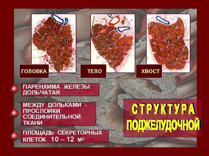 ГОЛОВКА ТЕЛО ПАРЕНХИМА ЖЕЛЕЗЫ ДОЛЬЧАТАЯ МЕЖДУ ДОЛЬКАМИ ПРОСЛОЙКИ СОЕДИНИТЕЛЬНОЙ ТКАНИ ПЛОЩАДЬ СЕКРЕТОРНЫХ КЛЕТОК 10