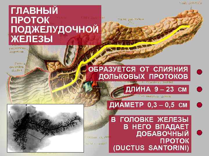 Расширен проток поджелудочной. Главный панкреатический проток поджелудочной железы. Диаметр панкреатического протока. Расширение панкреатического протока. Добавочный проток поджелудочной железы.