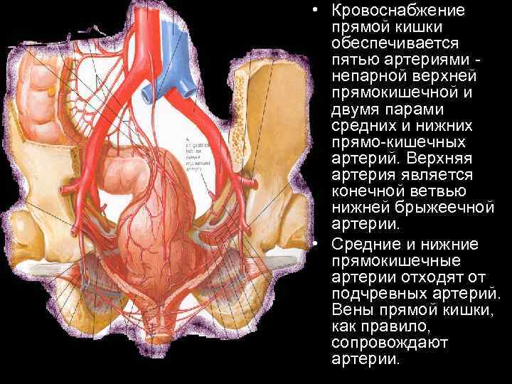  • Кровоснабжение прямой кишки обеспечивается пятью артериями непарной верхней прямокишечной и двумя парами