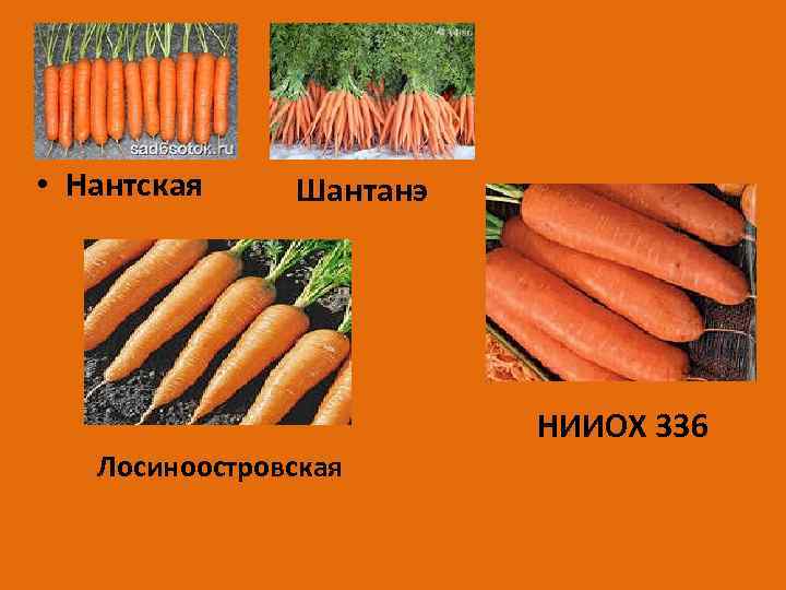  • Нантская Шантанэ НИИОХ 336 Лосиноостровская 
