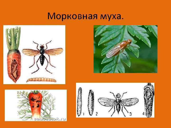 Морковная муха. 