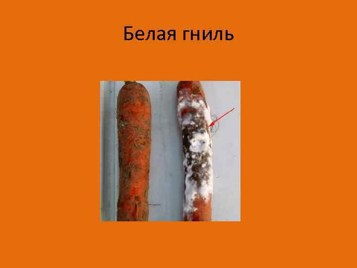 Белая гниль 