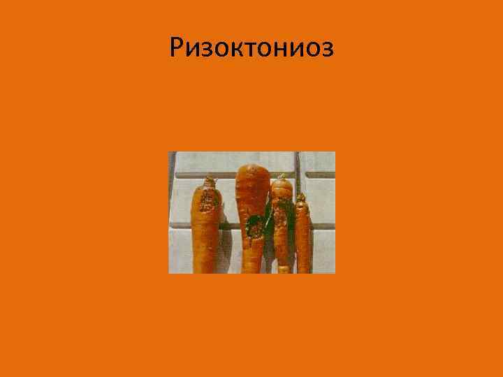 Ризоктониоз 