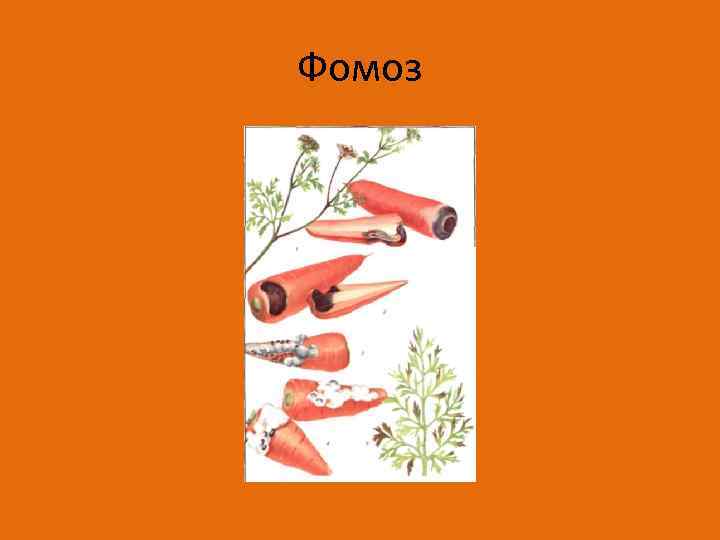 Фомоз 